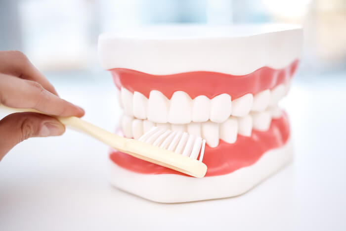 dental-teeth-model-and-orthodontics-toothbrush-i-2023-11-27-05-26-42-utc